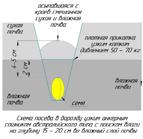 Посев в борозду